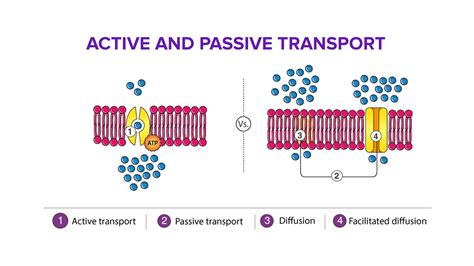 transporting channels of the cells